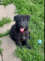♥️Red  BLACK F, a female German Shepherd Dog for sale in Bergen, NY – 3 of 10