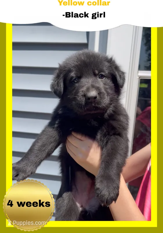 💛Yellow -BLACK F – German Shepherd Dog puppy for sale in Bergen, NY
