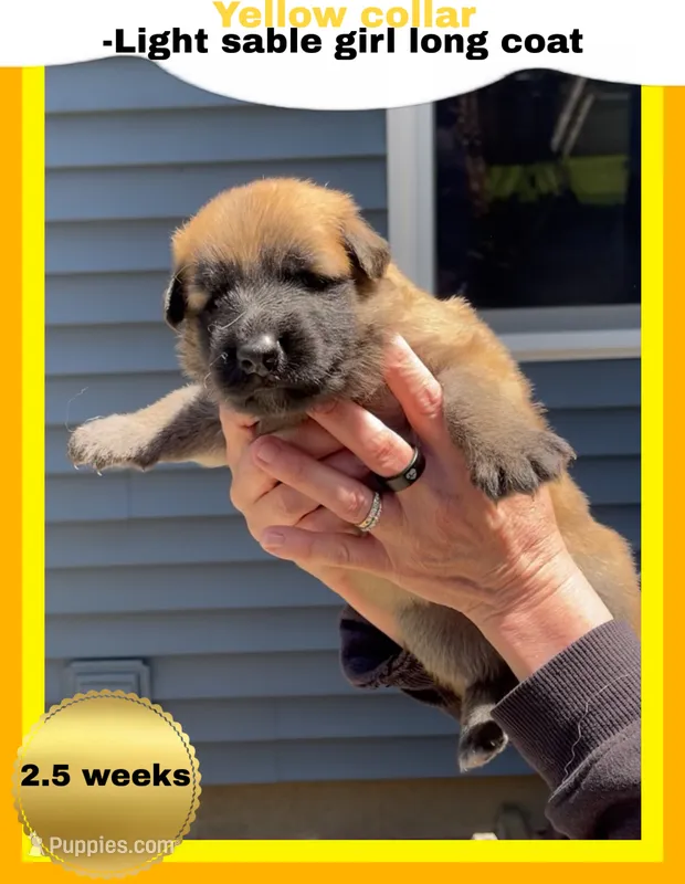 💛Yellow -LIGHT SABLE Long Coat F – German Shepherd Dog puppy for sale in Bergen, NY