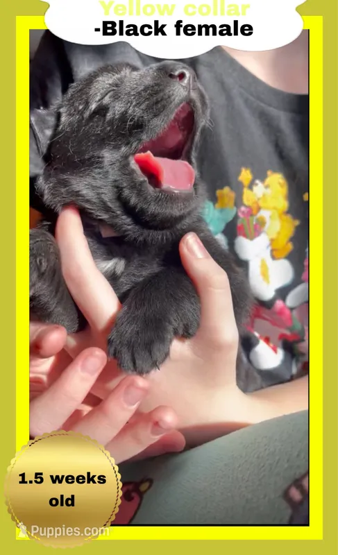 💛Yellow -BLACK F – German Shepherd Dog puppy for sale in Bergen, NY