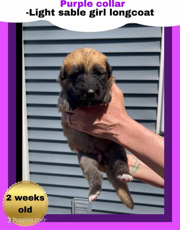 💜Purple -LIGHT SABLE Long Coat F – German Shepherd Dog puppy for sale in Bergen, NY