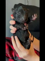 ♥️Red -BLACK SEAL Long Coat F, a female German Shepherd Dog for sale in Bergen, NY – Photo 5 of 9