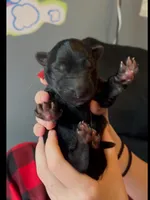 ♥️Red -BLACK SEAL Long Coat F, a female German Shepherd Dog for sale in Bergen, NY – Photo 4 of 9