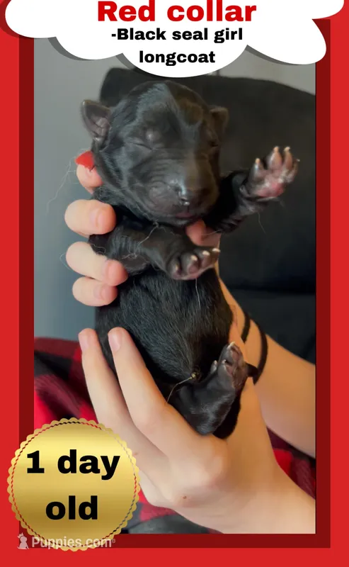 ♥️Red -BLACK SEAL Long Coat F – German Shepherd Dog puppy for sale in Bergen, NY