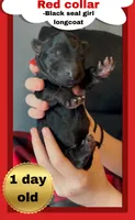 ♥️Red -BLACK SEAL Long Coat F, a female German Shepherd Dog for sale in Bergen, NY – Photo 1 of 9