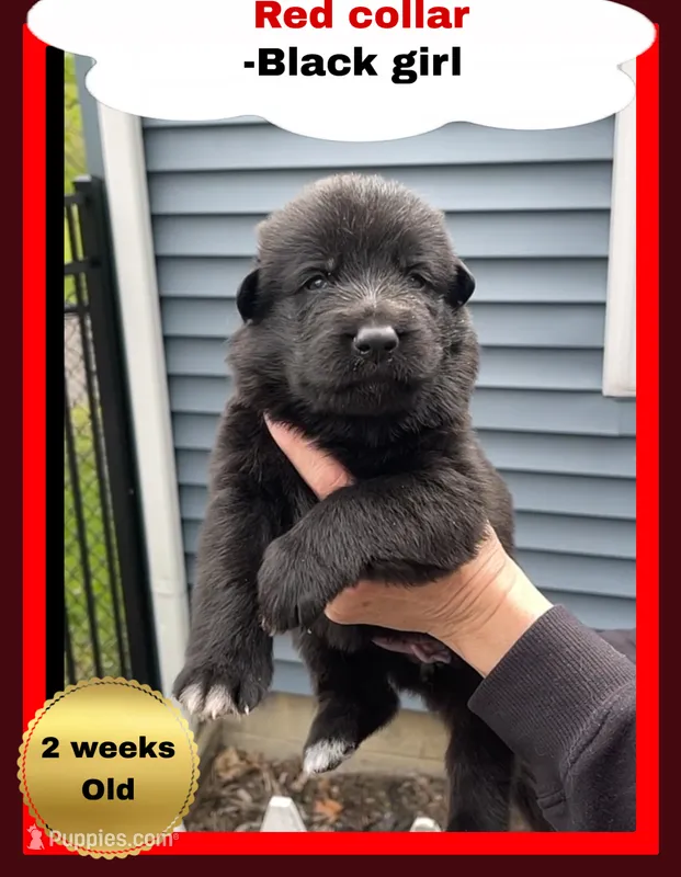 ♥️Red -BLACK F – German Shepherd Dog puppy for sale in Bergen, NY