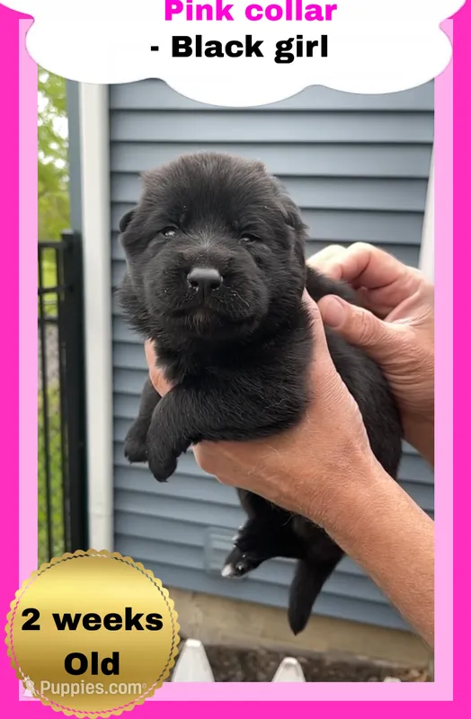 🩷Pink -BLACK F  – German Shepherd Dog puppy for sale in Bergen, NY