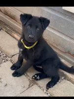 💛Yellow -BLACK F, a female German Shepherd Dog for sale in Bergen, NY – 3 of 9