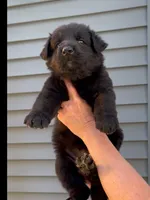 ♥️Red -Long Coat BLACK SEAL F, a female German Shepherd Dog for sale in Bergen, NY – 7 of 10