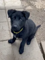 💛” Pick Me! “ , a female German Shepherd Dog for sale in Bergen, NY – 9 of 10