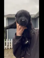 💗Light Pink -BLACK SEAL Long Coat F, a female German Shepherd Dog for sale in Bergen, NY – 2 of 9