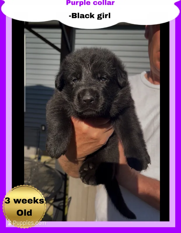 💜Purple -BLACK F – German Shepherd Dog puppy for sale in Bergen, NY