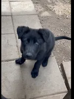 💛” Pick Me! “ , a female German Shepherd Dog for sale in Bergen, NY – 5 of 10