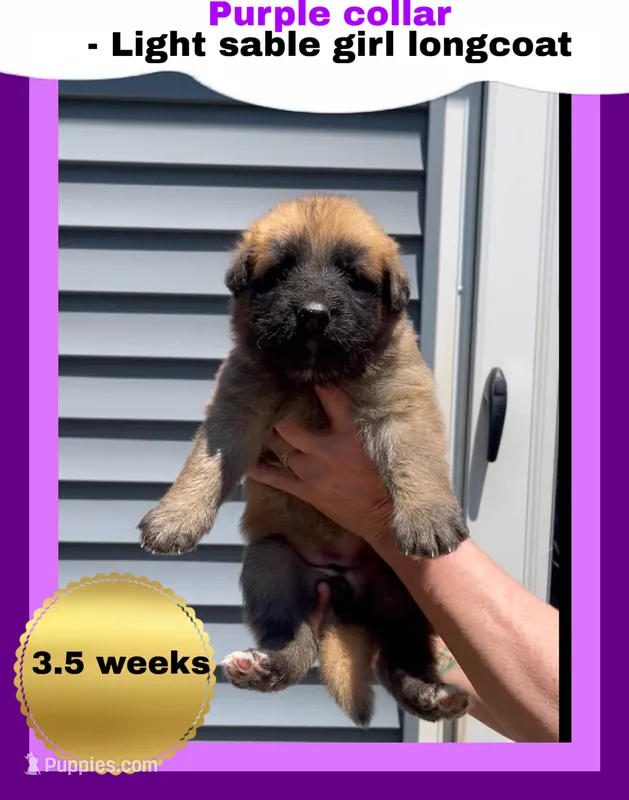 💜Purple -LIGHT SABLE Long Coat F – German Shepherd Dog puppy for sale in Bergen, NY