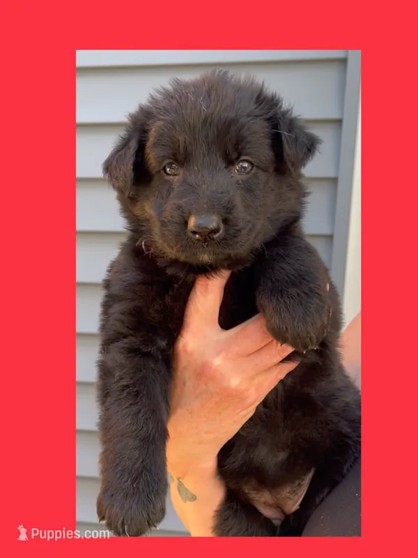 ♥️Red -Long Coat BLACK SEAL F – German Shepherd Dog puppy for sale in Bergen, NY