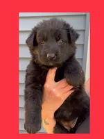 ♥️Red -Long Coat BLACK SEAL F, a female German Shepherd Dog for sale in Bergen, NY – 1 of 10