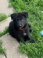 ♥️Red  BLACK F, a female German Shepherd Dog for sale in Bergen, NY – 2 of 10