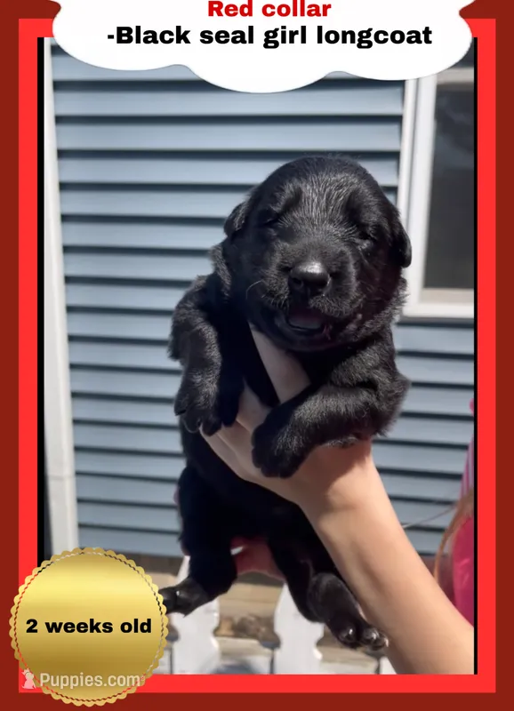 ♥️Red -BLACK SEAL Long Coat F – German Shepherd Dog puppy for sale in Bergen, NY