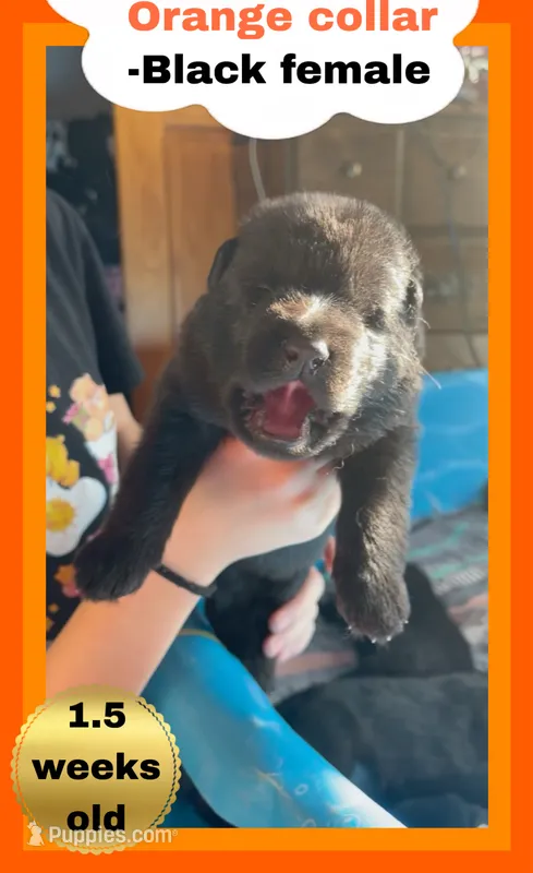 🧡Orange -BLACK F – German Shepherd Dog puppy for sale in Bergen, NY