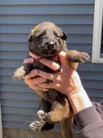 🩷Pink -SABLE Long Coat F, a female German Shepherd Dog for sale in Bergen, NY – 9 of 10