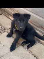 💛Yellow -BLACK F, a female German Shepherd Dog for sale in Bergen, NY – 2 of 9