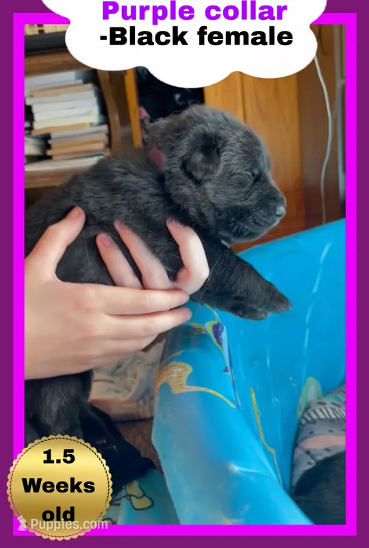 💜Purple -BLACK F – German Shepherd Dog puppy for sale in Bergen, NY