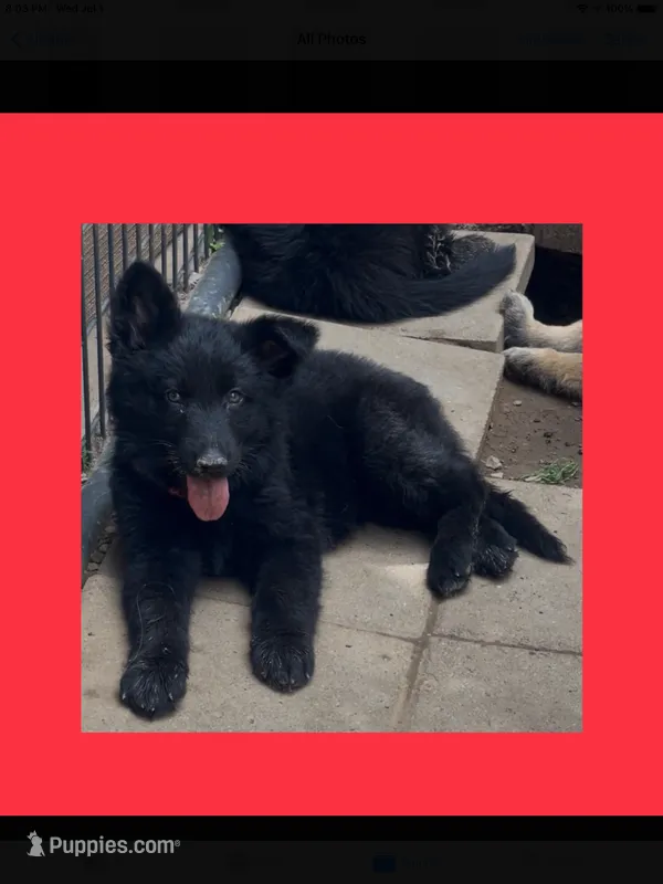 ♥️ Red  -LONG COAT BLACK Seal  F – German Shepherd Dog puppy for sale in Bergen, NY