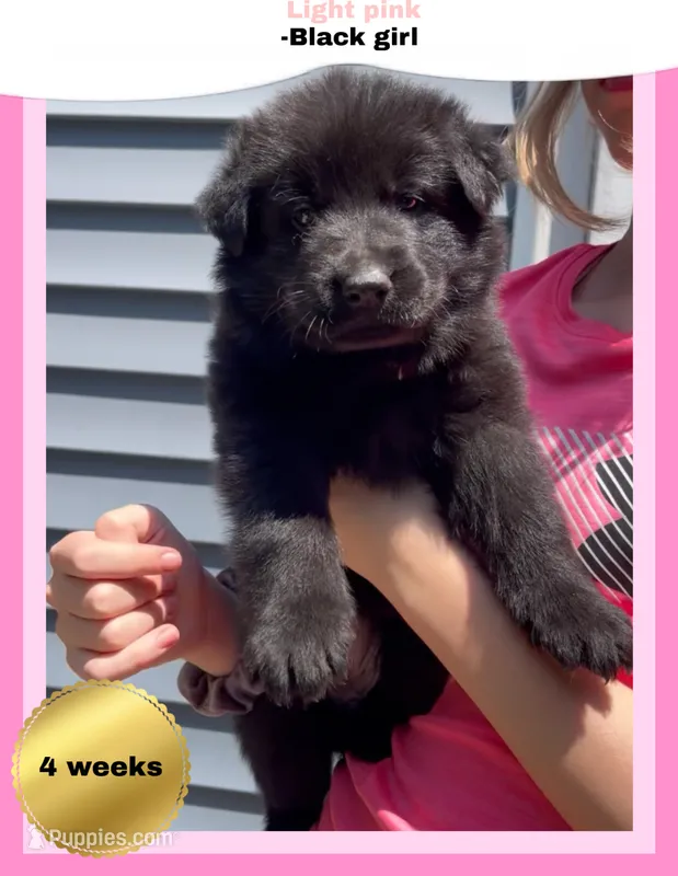 💗Light Pink -BLACK F – German Shepherd Dog puppy for sale in Bergen, NY