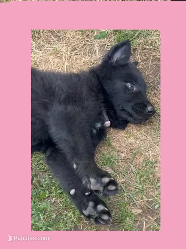 💗Light Pink  BLACK F – German Shepherd Dog puppy for sale in Bergen, NY