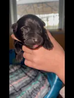 🩷Pink -BLACK F , a female German Shepherd Dog for sale in Bergen, NY – Photo 3 of 10