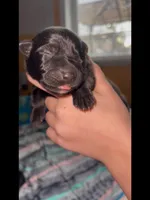 🩷Pink -BLACK F , a female German Shepherd Dog for sale in Bergen, NY – Photo 6 of 10