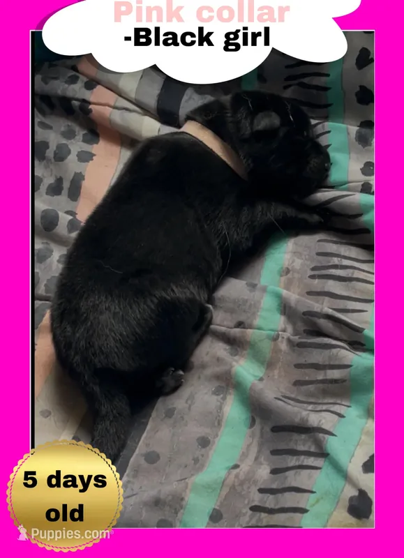 🩷Pink -BLACK F  – German Shepherd Dog puppy for sale in Bergen, NY