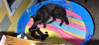 🩷Pink -BLACK F , a female German Shepherd Dog for sale in Bergen, NY – Photo 5 of 10
