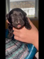 🩷Pink -BLACK F , a female German Shepherd Dog for sale in Bergen, NY – Photo 2 of 10
