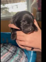 🩷Pink -BLACK F , a female German Shepherd Dog for sale in Bergen, NY – Photo 7 of 10