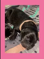 🩷Pink -BLACK F , a female German Shepherd Dog for sale in Bergen, NY – Photo 4 of 10