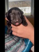 🩷Pink -BLACK F , a female German Shepherd Dog for sale in Bergen, NY – Photo 8 of 10