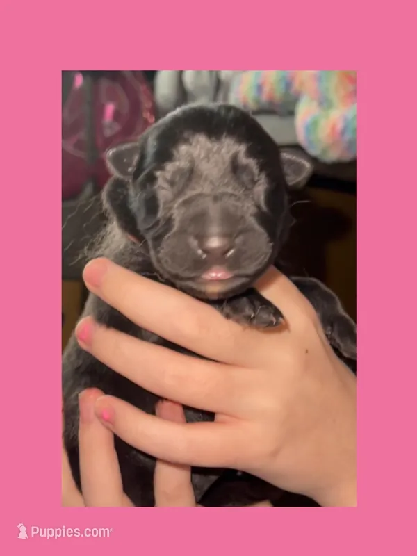 🩷Pink -BLACK F  – German Shepherd Dog puppy for sale in Bergen, NY