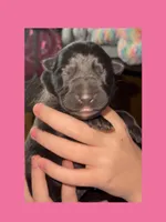 🩷Pink -BLACK F , a female German Shepherd Dog for sale in Bergen, NY – Photo 1 of 10