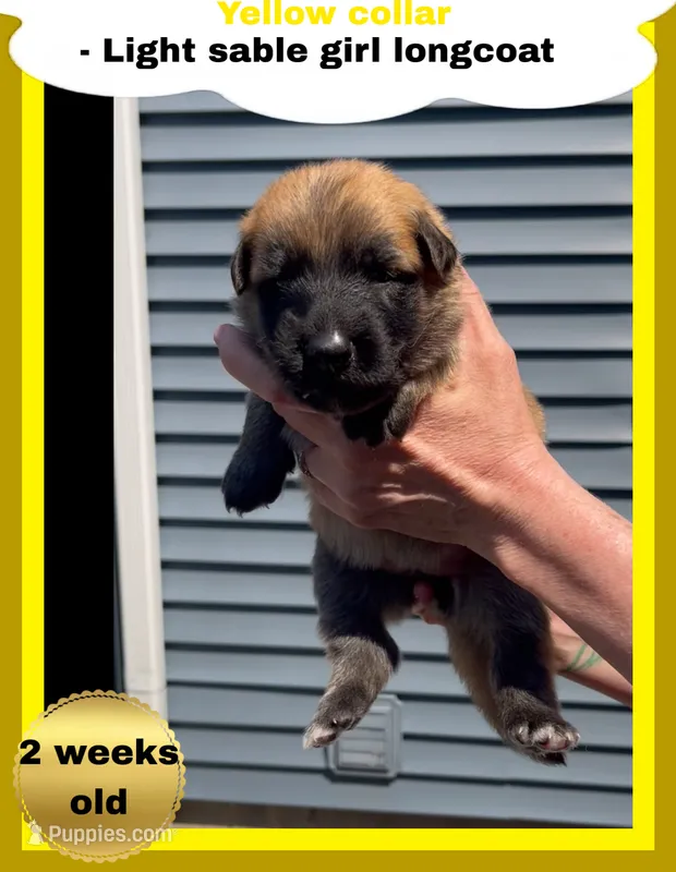 💛Yellow -LIGHT SABLE Long Coat F – German Shepherd Dog puppy for sale in Bergen, NY