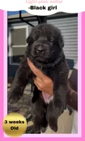 💗Light Pink -BLACK F, a female German Shepherd Dog for sale in Bergen, NY – 1 of 10