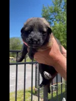 🩷Pink -SABLE Long Coat F, a female German Shepherd Dog for sale in Bergen, NY – 2 of 10