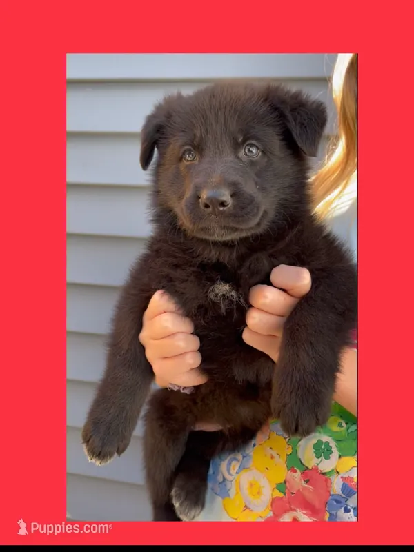 ♥️Red -BLACK F – German Shepherd Dog puppy for sale in Bergen, NY