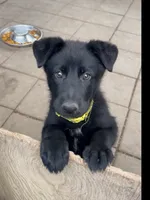 💛” Pick Me! “ , a female German Shepherd Dog for sale in Bergen, NY – 3 of 10