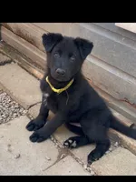 💛Yellow -BLACK F, a female German Shepherd Dog for sale in Bergen, NY – 7 of 9