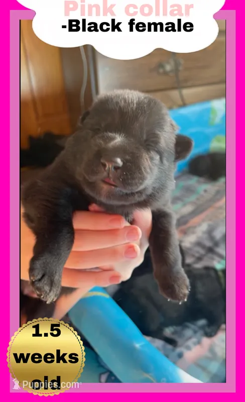 🩷Pink -BLACK F  – German Shepherd Dog puppy for sale in Bergen, NY