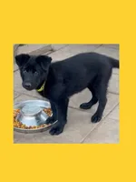 💛” Pick Me! “ , a female German Shepherd Dog for sale in Bergen, NY – 4 of 10