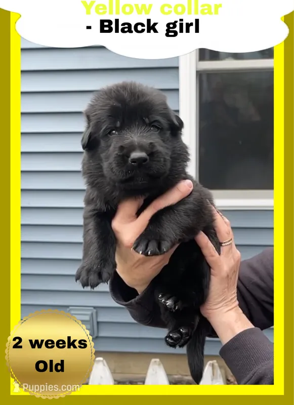 💛Yellow -BLACK F – German Shepherd Dog puppy for sale in Bergen, NY