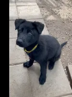 💛” Pick Me! “ , a female German Shepherd Dog for sale in Bergen, NY – 8 of 10