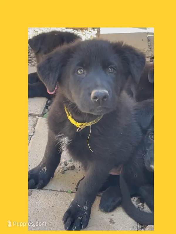 💛Yellow -BLACK F – German Shepherd Dog puppy for sale in Bergen, NY